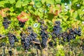 Hanging blue grape bunches in vineyard