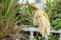 Inflorescence Of Ornamental Palm Tree