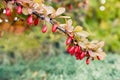 Hanging branch of barberry with red berries on a green blurred background Royalty Free Stock Photo