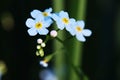 Hanging Branch of True-Forget-Me-Not Wild Flower