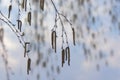Hanging branches of birch with catkins on background sky in spring Royalty Free Stock Photo