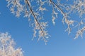 Hanging branches of the trees are covered with fresh snow Royalty Free Stock Photo