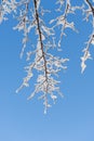 Hanging branches of the trees are covered with fresh snow Royalty Free Stock Photo