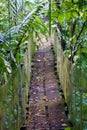 Hanging bridge in the jungle in wild Costa Rica Royalty Free Stock Photo