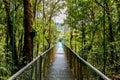 Hanging Bridges in Cloudforest - Monteverde, Costa Rica Royalty Free Stock Photo