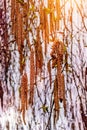 Hanging buds birches, sunrise, a beautiful spring morning_ Royalty Free Stock Photo