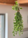 Hanging bunch of fresh organic oregano. Royalty Free Stock Photo