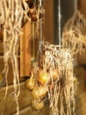 a hanging bunch onions on a white background Royalty Free Stock Photo