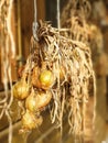 a hanging bunch onions on a white background