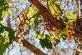 Hanging bunch of overripe green grapes, autumn background