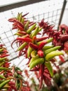 Hanging Bunch of Peppers