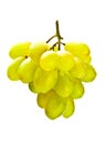 Hanging bunch of white grape