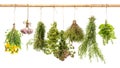 Hanging bunches of fresh spicy herbs. herbal medicine Royalty Free Stock Photo