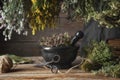 Hanging bunches of medicinal herbs, black mortar with dried plants. Alternative medicine