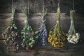 Hanging bunches of medicinal herbs and flowers. Royalty Free Stock Photo