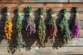 Hanging bunches of medicinal herbs and flowers on a wooden background. Herbal medicine