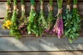 Hanging bunches of medicinal herbs and flowers on a wooden background. Herbal medicine