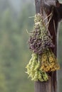Hanging bunches of medicinal herbs Mountain tea or Sideritis scardica, oreganum, tutsan. Harvesting herbal plant