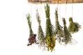 Hanging bunches of medicinal herbs on white background.