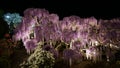 Hanging bunches pink Wisteria tree evening illumination