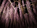 Hanging bunches pink Wisteria tree evening illumination