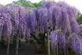 Hanging bunches purple Wisteria. Spring time