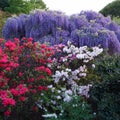 Hanging bunches of purple Wisteria and white, red azalea bush. Spring time Royalty Free Stock Photo