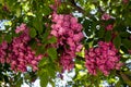 Pink Flowers on a Blooming Black Locust Tree in Early Spring Royalty Free Stock Photo
