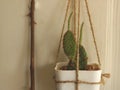 Hanging Cactus on White Wooden Door Royalty Free Stock Photo