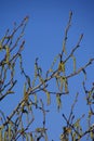 Poplar flowers of the Populus nigra in the spring in the garden Royalty Free Stock Photo