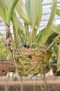 Hanging circle clay pots with orchid plants.