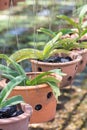 Hanging clay pots with orchid plant .