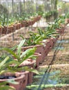 Hanging clay pots with orchid plant .