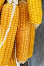 Hanging cobs of sugar corn on a gray background