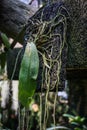 Hanging coconut fiber traditional natural small pot with orchid tree plant - indonesia Royalty Free Stock Photo