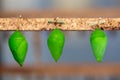 Hanging cocoons Royalty Free Stock Photo