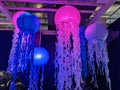 Hanging colorful modern jelly fish lights