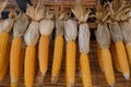 Hanging corn for drying, dry food background