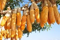 Hanging Corn at outdoor