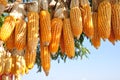 Hanging Corn at outdoor