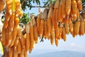 Hanging Corn at outdoor