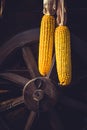 Hanging corn on a vintage cart wheel