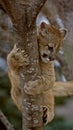 Hanging On - Cougar (Felis Concolor) - motion blur Royalty Free Stock Photo