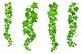 Hanging creeper branch set. Green natural vines