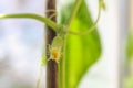 Hanging cucumbers grown in house on the balcony on a sunny summer day. Royalty Free Stock Photo