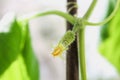 Hanging cucumbers grown in house on the balcony on a sunny summer day. Royalty Free Stock Photo