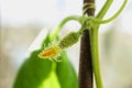 Hanging cucumbers grown in house on the balcony on a sunny summer day. Royalty Free Stock Photo