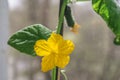 Hanging cucumbers grown in house on the balcony on a sunny summer day. Royalty Free Stock Photo