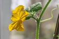 Hanging cucumbers grown in house on the balcony on a sunny summer day. Royalty Free Stock Photo