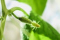 Hanging cucumbers grown in house on the balcony on a sunny summer day. Royalty Free Stock Photo